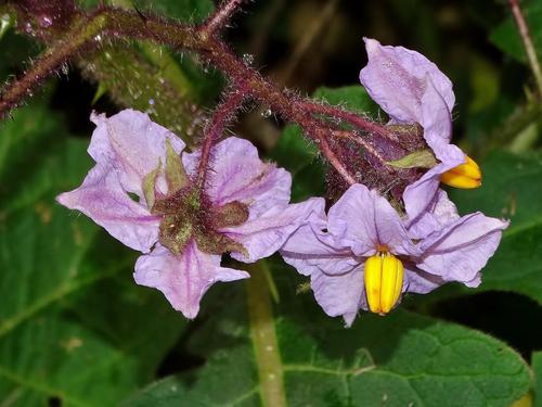 Solanum dasyphyllum — photo