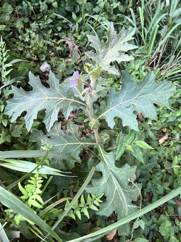 Solanum dasyphyllum — photo