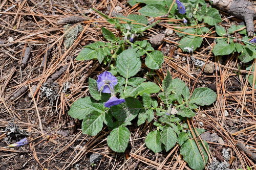 Solanum demissum (Papa cimarrona) — photo