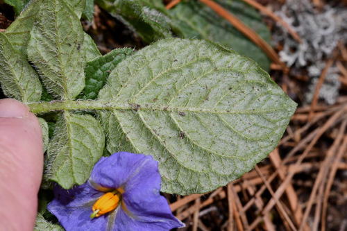 Solanum demissum (Papa cimarrona) — photo
