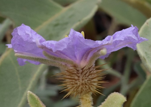 Solanum dioicum (Western nightshade) — photo