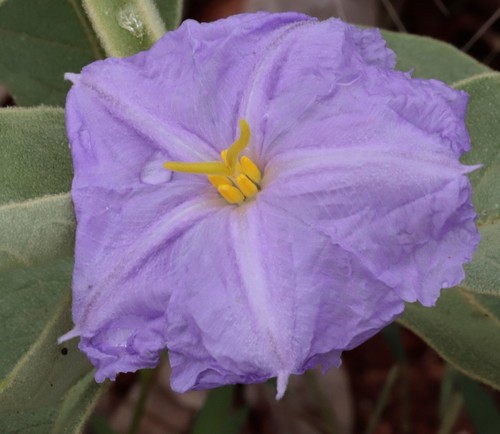 Solanum dioicum (Western nightshade) — photo