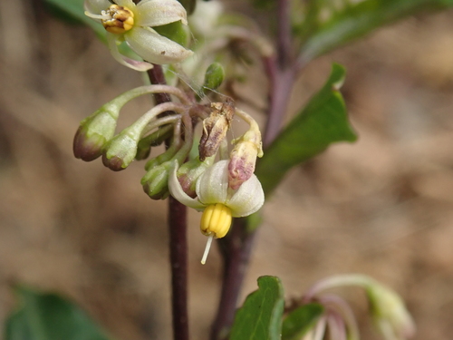 Solanum diphyllum (Twinleaf nightshade) — photo
