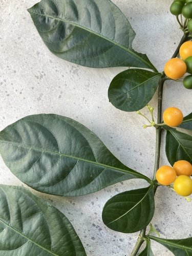 Solanum diphyllum (Twinleaf nightshade) — photo