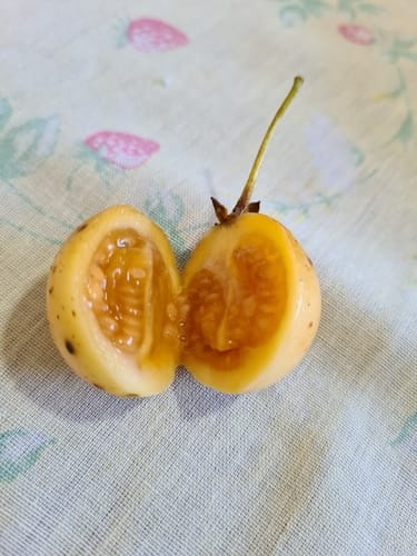 Solanum diploconos — photo