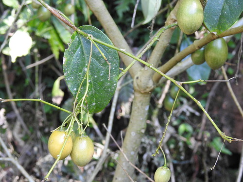 Solanum diploconos