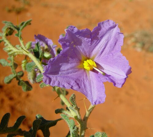 Solanum diversiflorum (Kakarrta) — photo