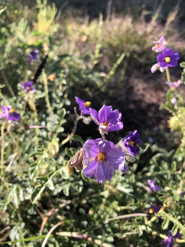 Solanum diversiflorum (Kakarrta) — photo