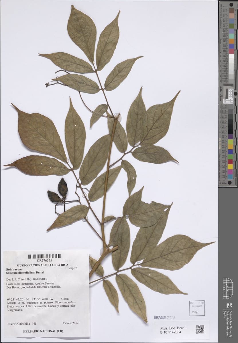Solanum diversifolium — photo