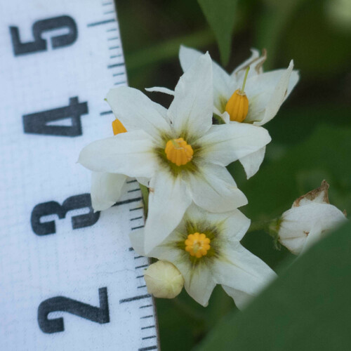 Solanum douglasii (Greenspot nightshade) — photo
