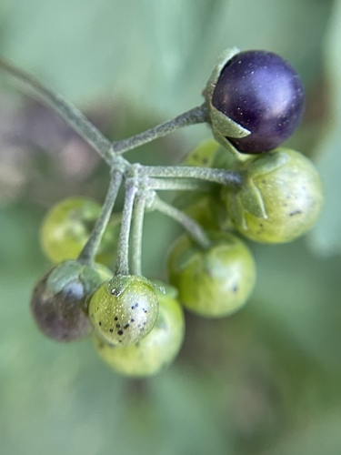 Solanum douglasii (Greenspot nightshade) — photo