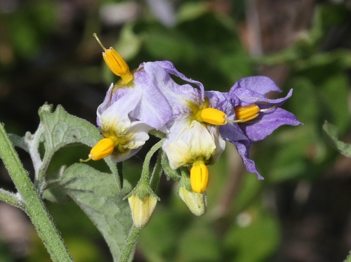 Solanum douglasii