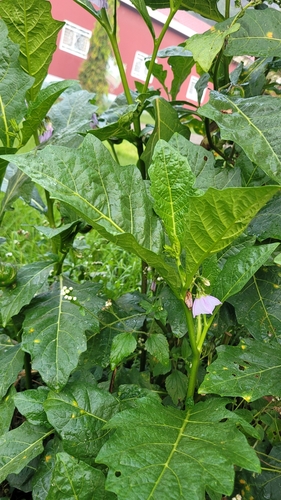 Solanum duplosinuatum — photo