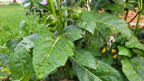 Solanum duplosinuatum — photo
