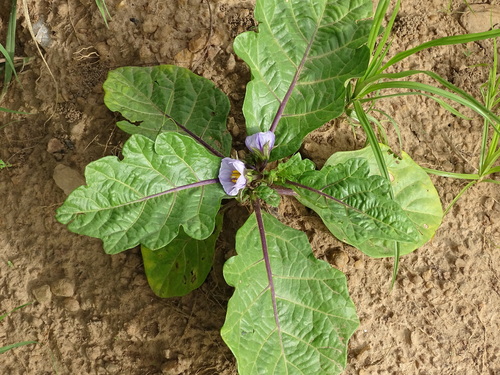 Solanum duplosinuatum