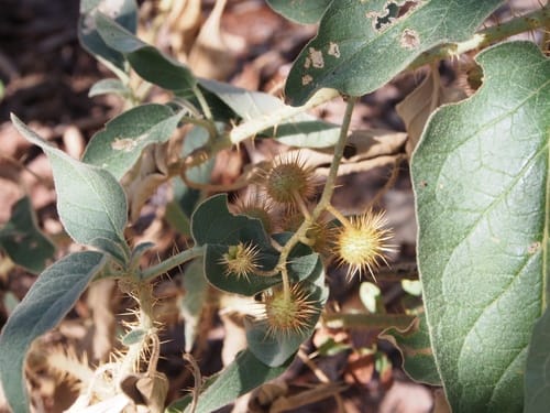 Solanum echinatum (Spiny tomato) — photo