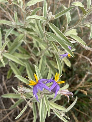 Solanum elaeagnifolium (Silver-leaf nightshade) — photo