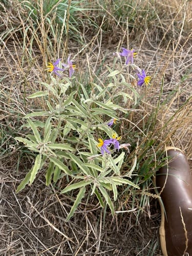 Solanum elaeagnifolium (Silver-leaf nightshade) — photo