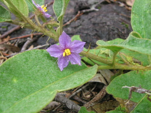 Solanum ellipticum (Desert raisin) — photo