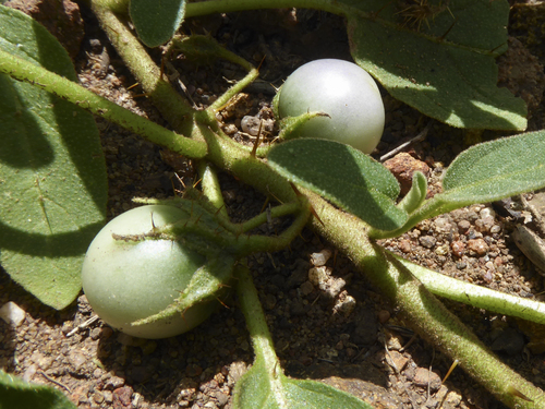 Solanum ellipticum (Desert raisin) — photo