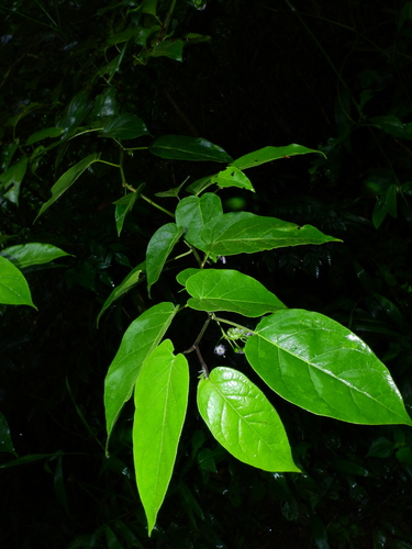 Solanum endopogon (Takup) — photo