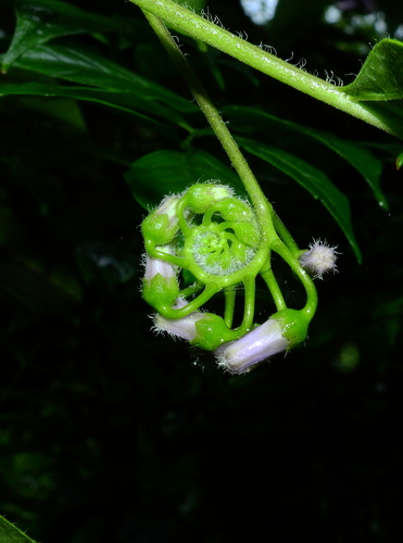 Solanum endopogon (Takup) — photo