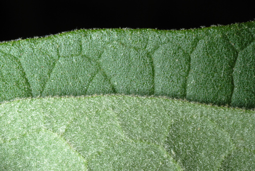 Solanum erianthum (Potato tree) — photo