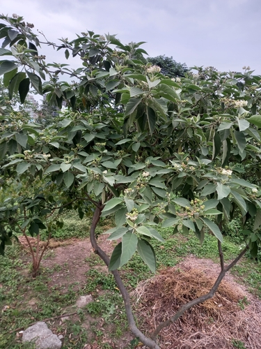 Solanum erianthum (Potato tree) — photo