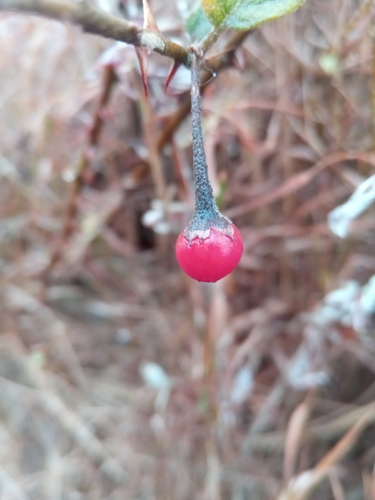Solanum erythracanthum — photo