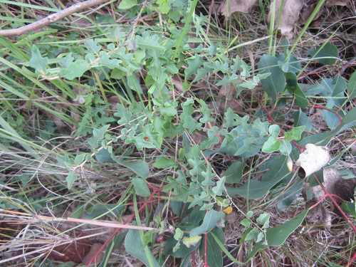Solanum erythracanthum — photo