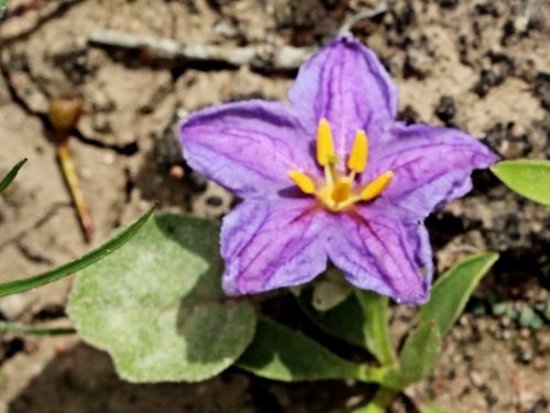 Solanum esuriale (Quena) — photo