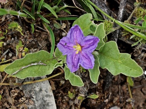 Solanum esuriale (Quena) — photo