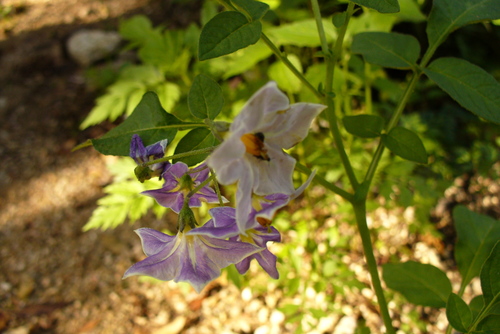 Solanum fendleri (Fendler's Horse-nettle) — photo