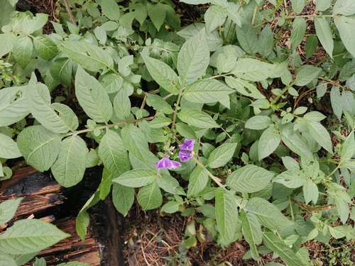 Solanum fendleri (Fendler's Horse-nettle) — photo