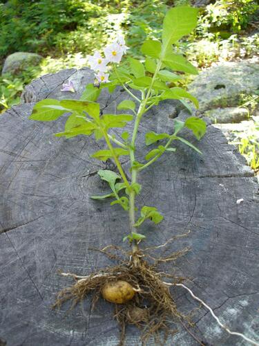 Solanum fendleri