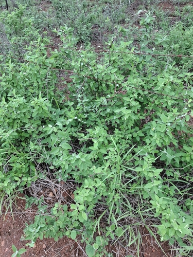 Solanum gardneri — photo