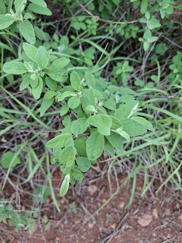 Solanum gardneri — photo