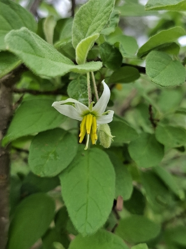 Solanum gardneri