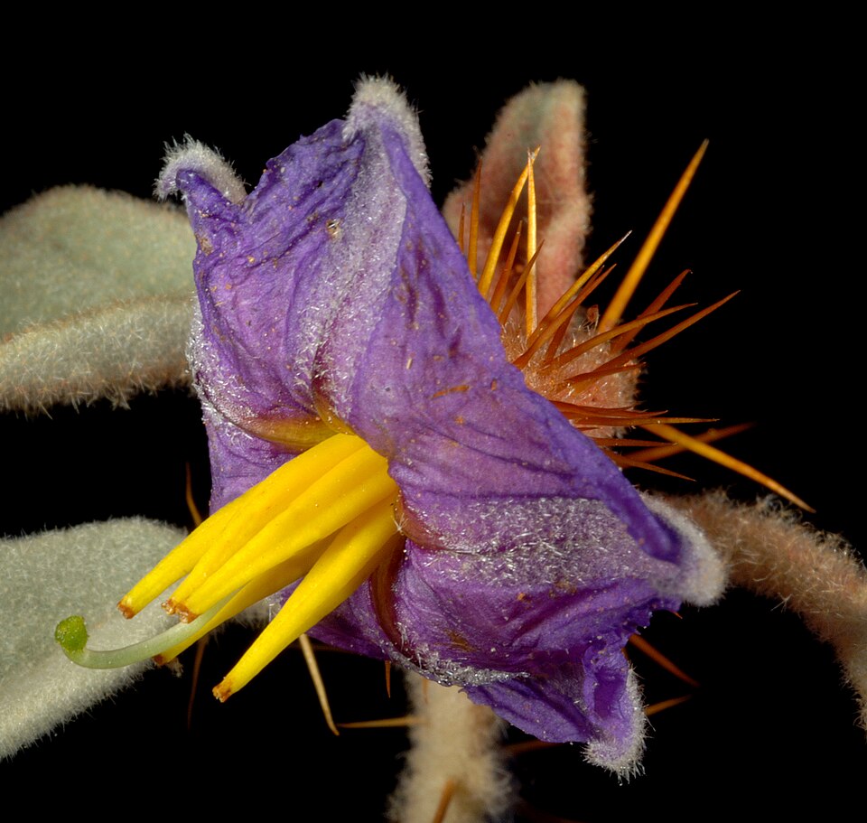 Solanum gilesii