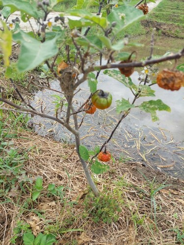 Solanum gilo (Bitter berries) — photo