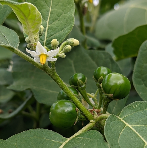 Solanum gilo (Bitter berries) — photo