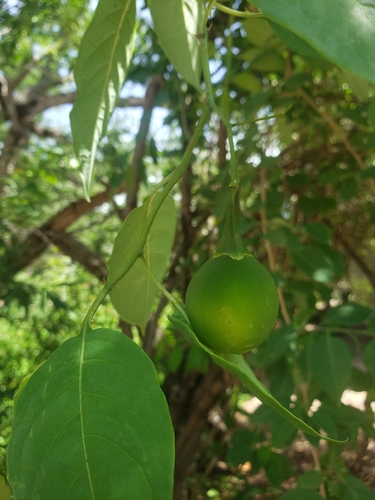 Solanum glaucescens — photo