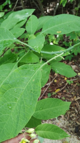 Solanum glaucescens — photo