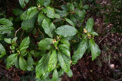 Solanum goetzei — photo