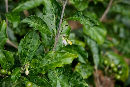 Solanum goetzei — photo