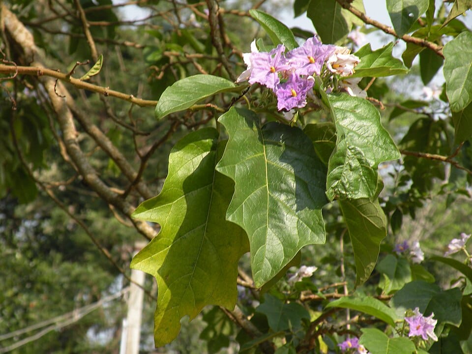 Solanum grandiflorum (Kukuch) — photo