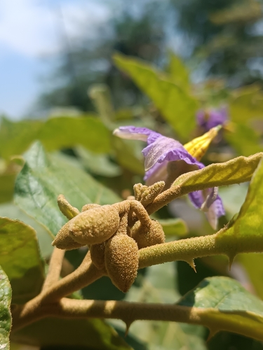 Solanum grandiflorum var. macrocarpum