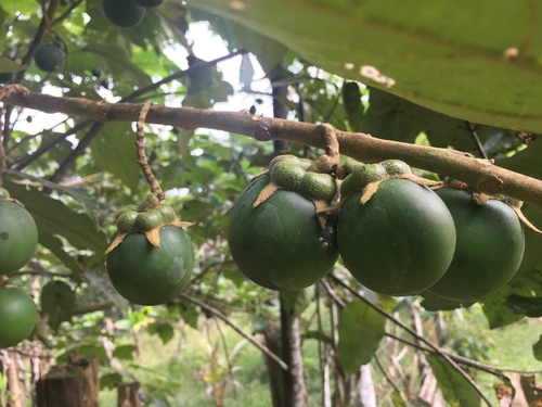 Solanum grandiflorum var. macrocarpum — photo