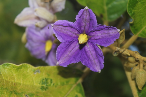 Solanum grandiflorum (Kukuch) — photo