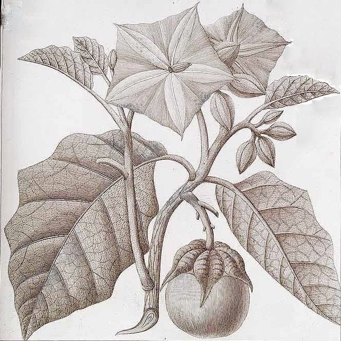 Solanum grandiflorum